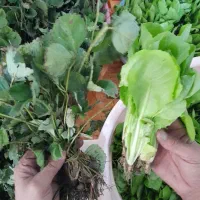 نهال کاهو و توت فرنگی|خدمات باغبانی و درختکاری|نوکنده, |دیوار