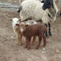 تعدادی میش روشا