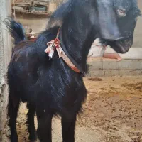 کره نر چاق سالم سرحال  (تخفیف خوب پای معامله)|حیوانات مزرعه|آبپخش, |دیوار