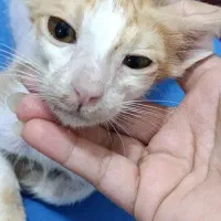 واگذاری بچه گربه