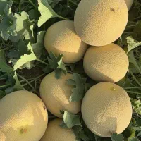 تناژ۲برابر و کیفیت بالا می‌خوای شمارتو بزار