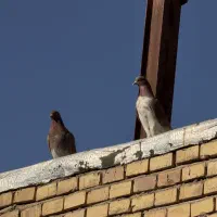 کبوتر پرشی ملقی. نقطه|پرنده|شهر بابک, |دیوار