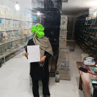 فروش پرنده های زینتی گرینچیک کوتوله طوطی ملنگو|پرنده|تهران, امین حضور|دیوار