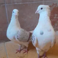 فروش کبوتر|پرنده|چگنی, |دیوار