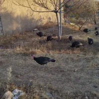 بوقلمون درشت وسرحال|حیوانات مزرعه|قیدار, |دیوار