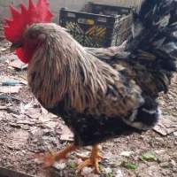 خروس و اردک فروشی