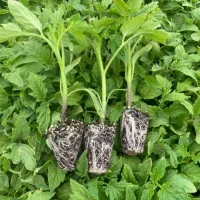 انواع نشا صیفیجات گوجه بادمجان فلفل و...