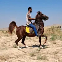 مادیان سواری دار جنگی همراه با کره هردو شجره قوی