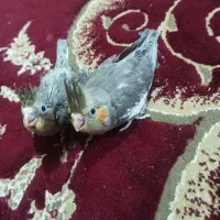 جوجه عروس هلندی|پرنده|یاسوج, |دیوار