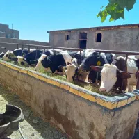 گوساله داشتی سمینتال. گاو