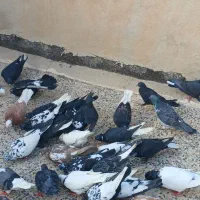 ۵۰ تا کبوتر