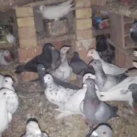 کبوتر پرشی به شرط