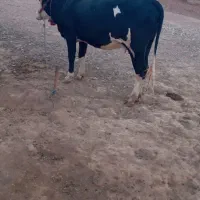 فروش گاو جوان