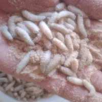 ماگوت زنده و عصاره ماگوت|ماهیگیری|تهران, علم و صنعت|دیوار