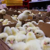 جوجه گوشتی نژاد راس