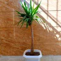 درخت یوکا|گل و گیاه طبیعی|صحنه, |دیوار