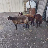 ۲ راس بره افشاری