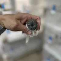 قناری کلاستر  فائو کبالت|پرنده|تهران, پامنار|دیوار