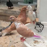 یجفت کفتر پرشی زرد دوتا راغدمسفید