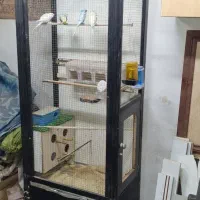 لانه قفس گلدین عروس هلندی برزیلی گرینچیک طوطی و...