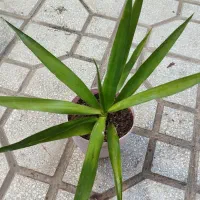 بدو که تموم شد|گل و گیاه طبیعی|سبزوار, شرق کال عیدگاه|دیوار