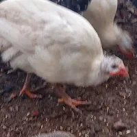 شاخدارسفیدطوسی|حیوانات مزرعه|رضوانشهر, |دیوار