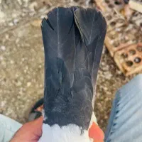 دم سیاه سینه فر|پرنده|شیراز, آزادی|دیوار