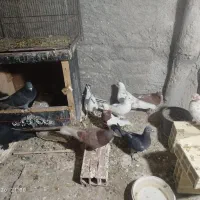 کبوتر