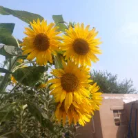 مشارکت در ساخت