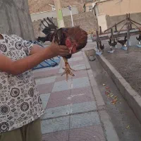 مرغ وخروس کردی|حیوانات مزرعه|کارزان, |دیوار