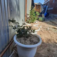 گل رز هلندی با گلدان