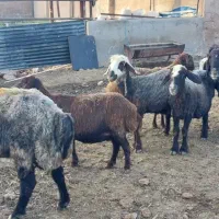 میش فروشی