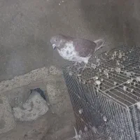 ۱۰۰۰.۰۰۰|پرنده|انزل, |دیوار