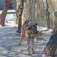دو عدد سگ عراقی|سگ|باسمنج, |دیوار
