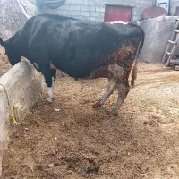 گاوهلشتاین دونیم ماه مونده به زایمان