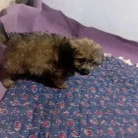 سگ پاکوتاه فروش فوری