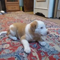 توله هاسکی واگذار میشود وپشمالو شیدزو فلت