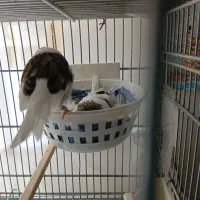 قناری گلستر اورجینال