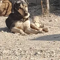 سگ ماده سرابی