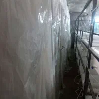 زالو/ طبی /ارایشی /درمانی|آرایشی، بهداشتی، درمانی|برخوار, |دیوار