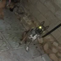 واگذاری مالینویز ماده|سگ|شیراز, نصرآباد|دیوار