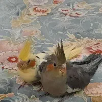 فروش جوجه یکماه عروس هلندی