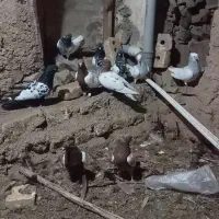 10 عدد کله زرد و سیاه وطوقی|پرنده|تربتحیدریه, رجایی|دیوار