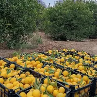فروش باغ باغچه|فروش زمین و ملک کلنگی|دزفول, |دیوار