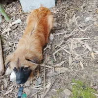 فروش سگ ترییر