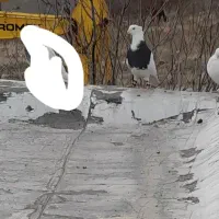 کبوترطوق