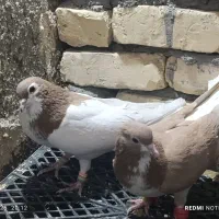 ۳۵کفتر رنگه درجه یک بدونه عیب|پرنده|کاشمر, |دیوار