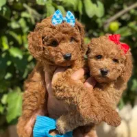 توله های نر و ماده پودل عروسکی