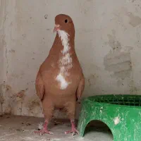 نر ماده زرد رسمی|پرنده|کرمان, |دیوار