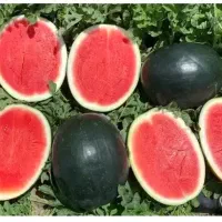 نیازمند کارگر و آبیار جهت کشت هندوانه و ملون